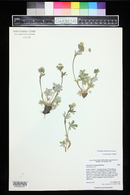 Potentilla pulcherrima image