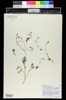 Draba aurea image