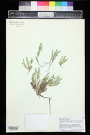 Galium multiflorum image