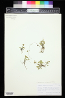 Ranunculus cymbalaria image