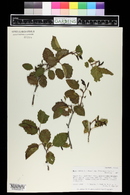 Alnus incana subsp. tenuifolia image