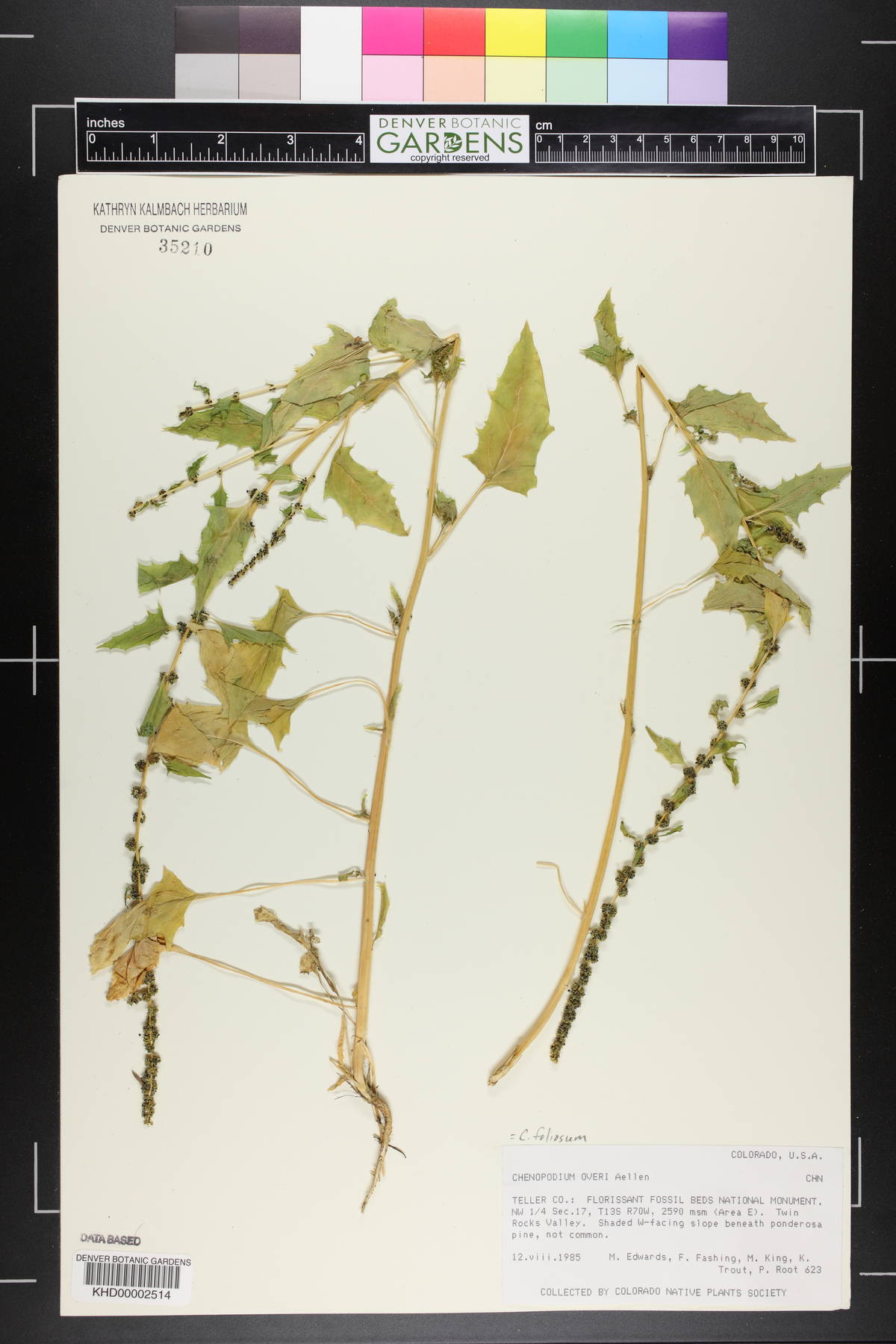 Blitum virgatum image