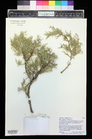 Juniperus deppeana image