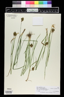 Carex egglestonii image