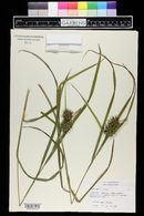 Carex grayi image