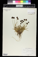 Carex haydeniana image