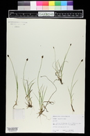 Carex illota image