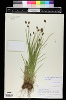 Carex microptera image