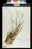 Carex magellanica image