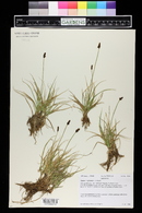 Carex nigricans image