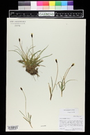 Carex nigricans image