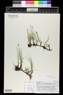 Carex obtusata image