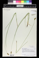 Carex occidentalis image