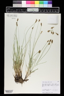 Carex praegracilis image