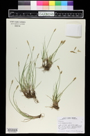 Carex praegracilis image