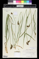 Carex raynoldsii image