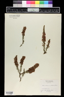 Erica tetralix image