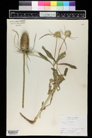 Dipsacus fullonum image