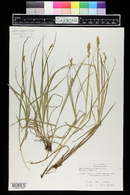 Carex scoparia image