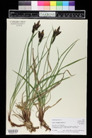 Carex scopulorum image