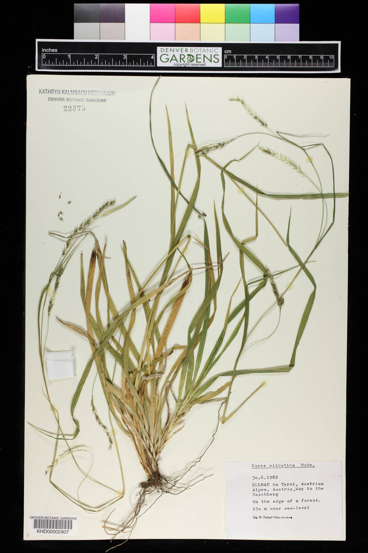 Carex silvatica image
