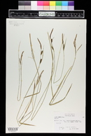 Carex stricta image