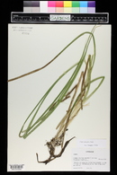 Carex utriculata image