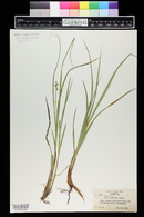 Carex atlantica image