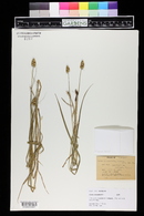 Carex cristatella image