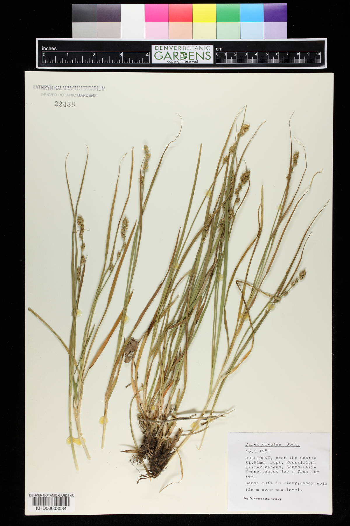 Carex divulsa image