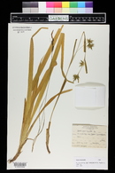 Carex folliculata image