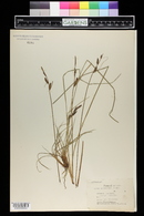 Carex goodenowii image