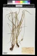 Carex leporina image