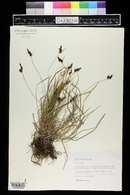 Carex montana image