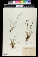 Carex montana image