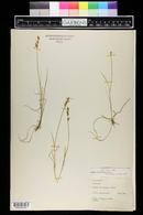 Carex mackenziei image