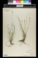 Carex nigromarginata image