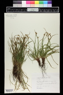 Carex ornithopoda image