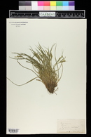 Carex pallescens image