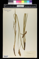 Carex paniculata image
