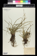 Carex pedunculata image