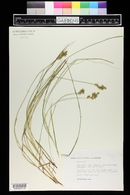 Carex pseudobrizoides image