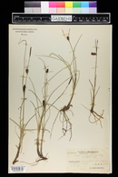 Carex rotundata image