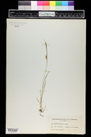 Carex tetanica image