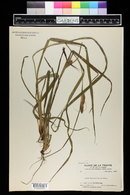 Carex typhina image