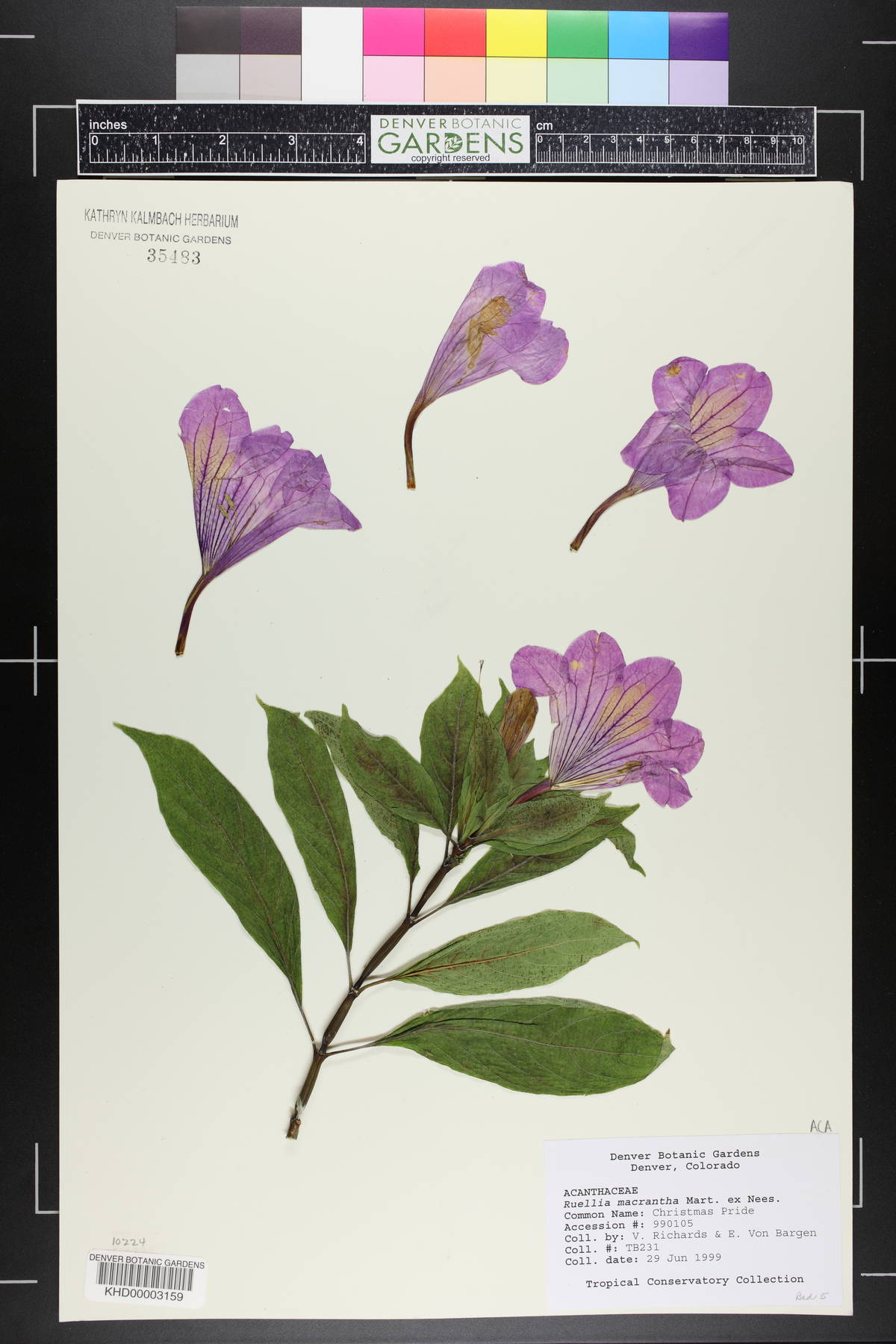 Ruellia macrantha image