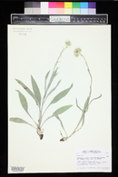 Antennaria pulcherrima image