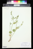 Ranunculus inamoenus image