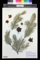 Pinus cembroides image