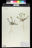 Physaria intermedia image